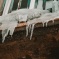 Упавшая ледяная глыба убила пенсионерку из Подмосковья