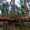 УМВД: «Черный лесоруб» вырубил под Озерском деревья на 1,8 млн рублей